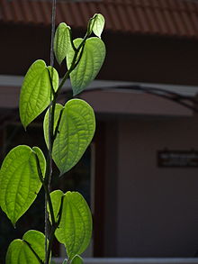 Black pepper Vine